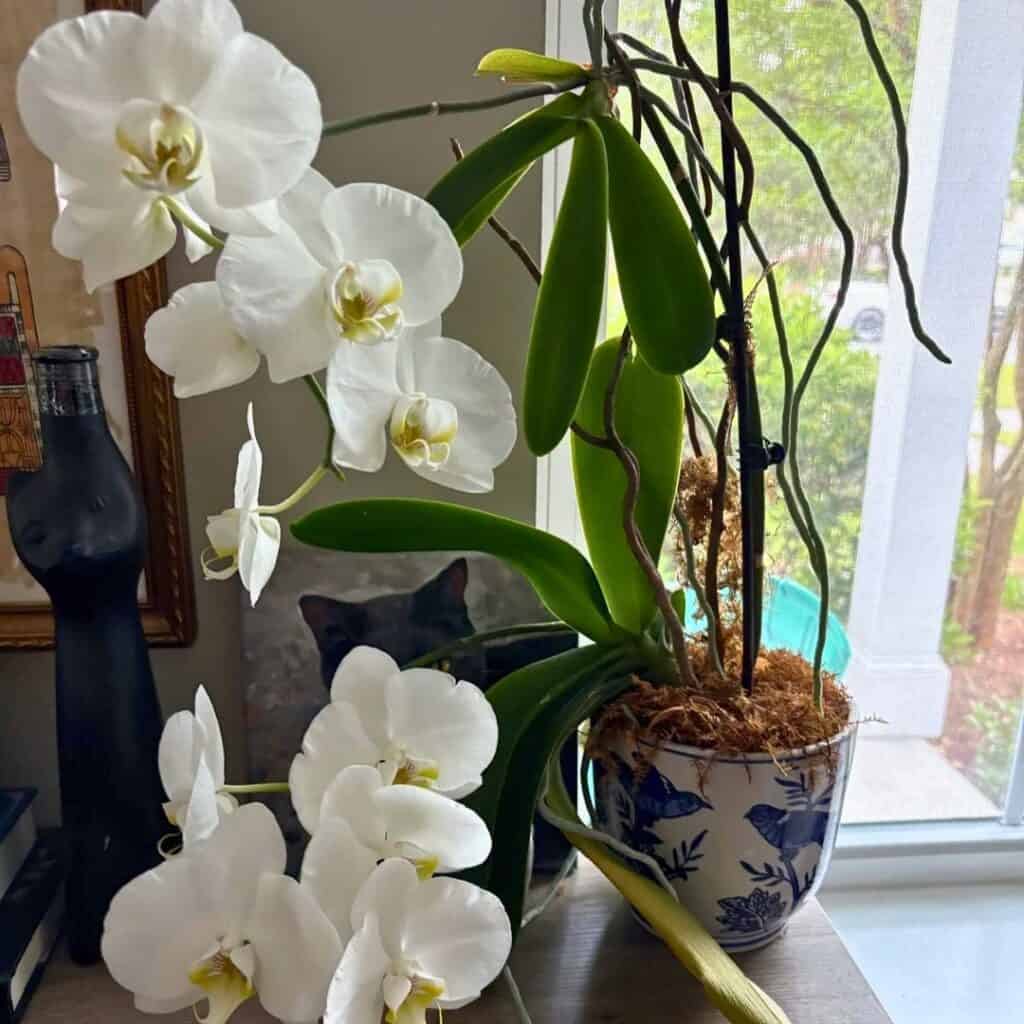 Orchid plant 2