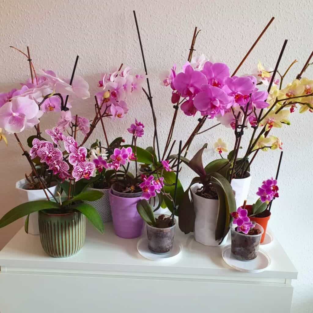 Orchid plant 3
