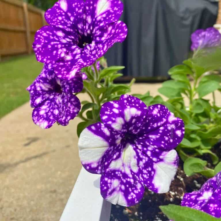 15 Full Sun Container Flower Ideas