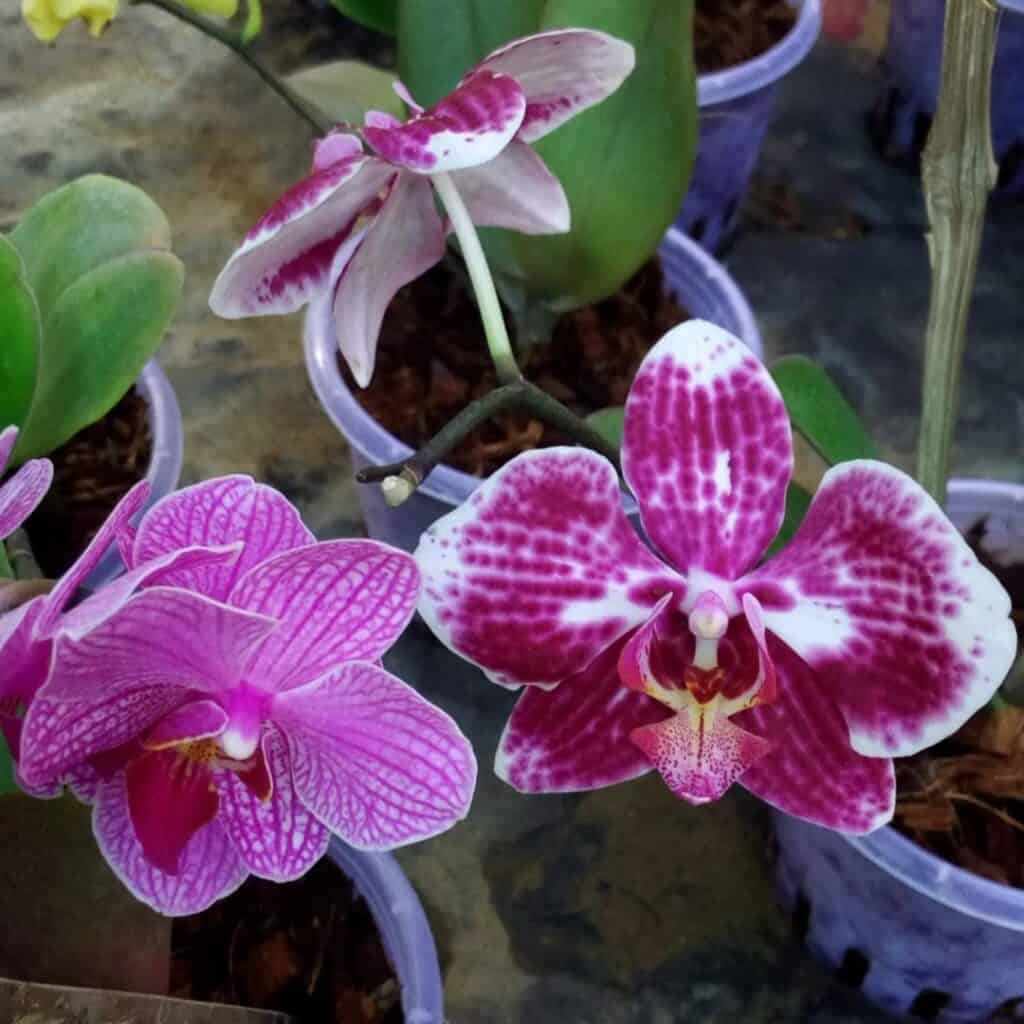 Phalaenopsis Moth Orchid