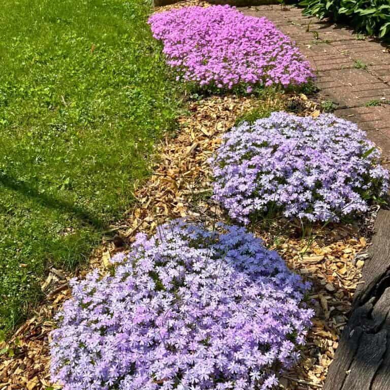 15 Hardy Perennials That Keep Blooming Year After Year