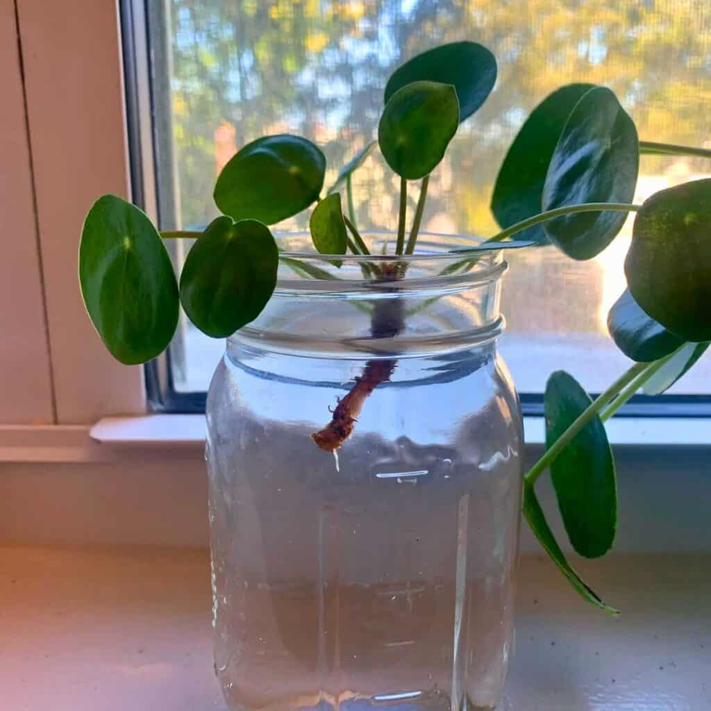 Pilea growing in water