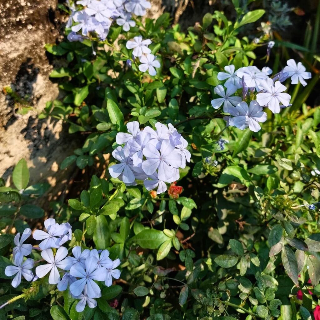 Plumbago