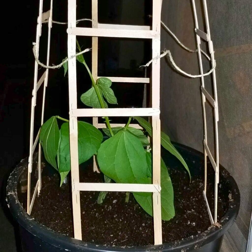 Popsicle Stick Trellis