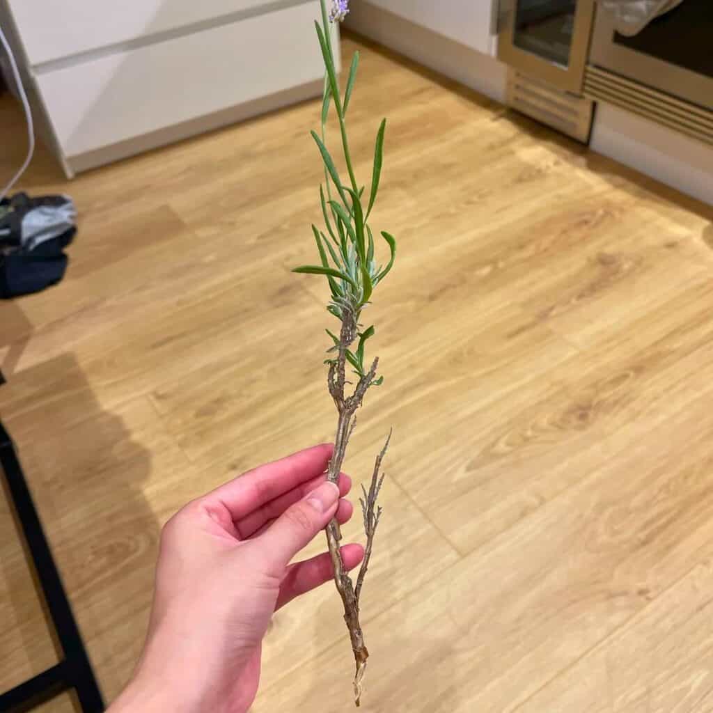 Propagate Lavender Plants