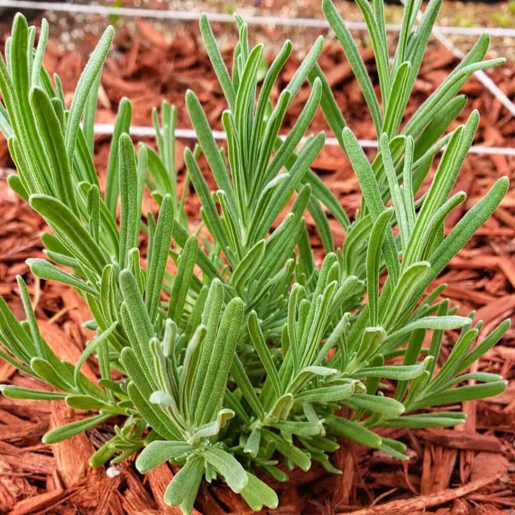 Propagate Lavender Plants 3