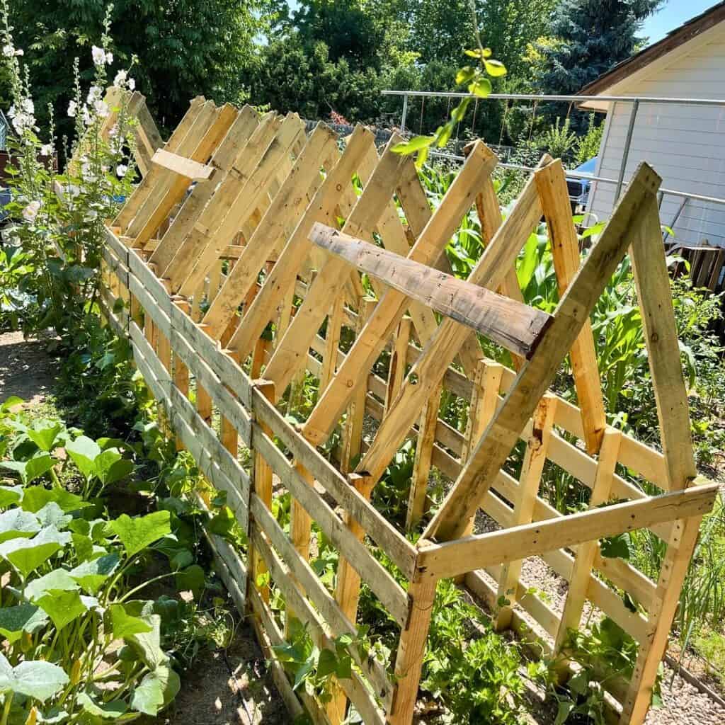 Reclaimed Wood Pallet Trellis