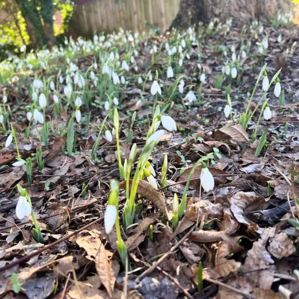Snowdrops