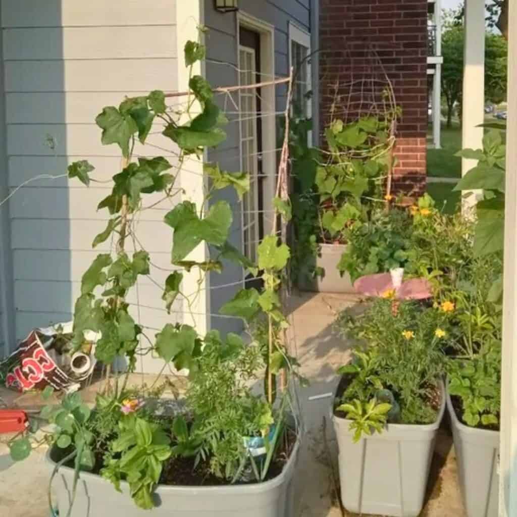 String and Stick Trellis