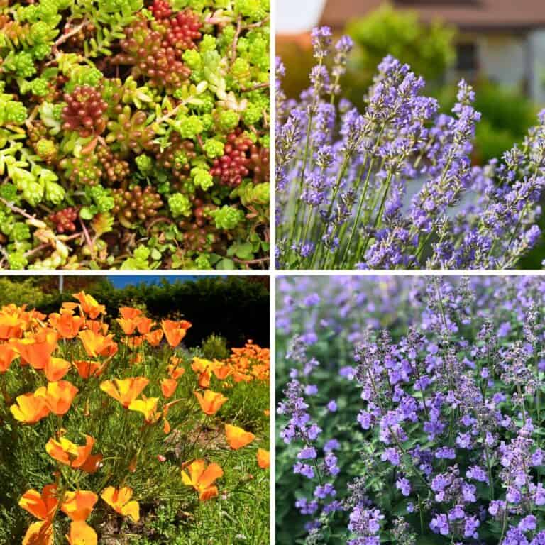 Top 10 Drought-Tolerant Plants for Water-Saving Gardens