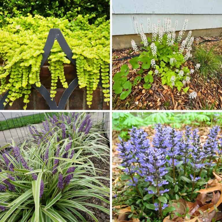 Top 10 Flowering Ground Covers for Shady Gardens