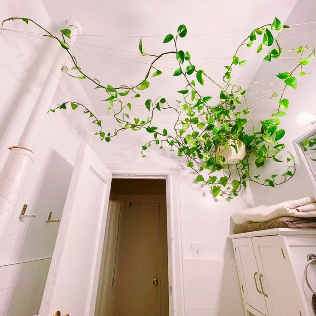 Twine and Branch Trellis