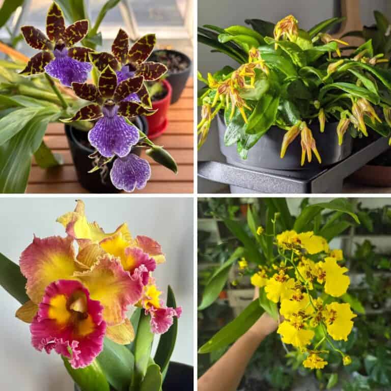 11 Popular Orchid Varieties To Brighten Your Home