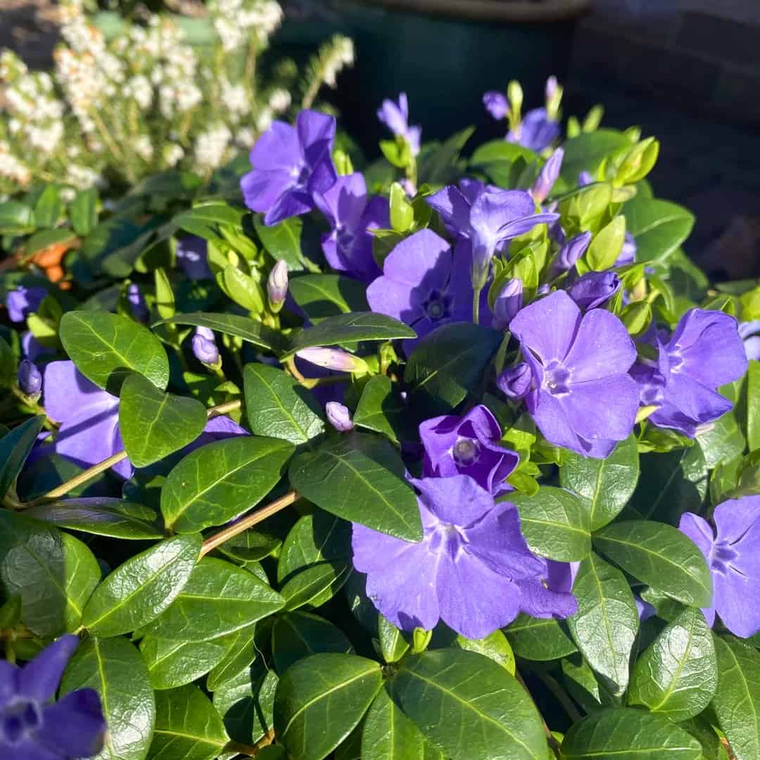 14 Best Quick-Spreading Ground Covers For Fast Coverage » Simplify Plants