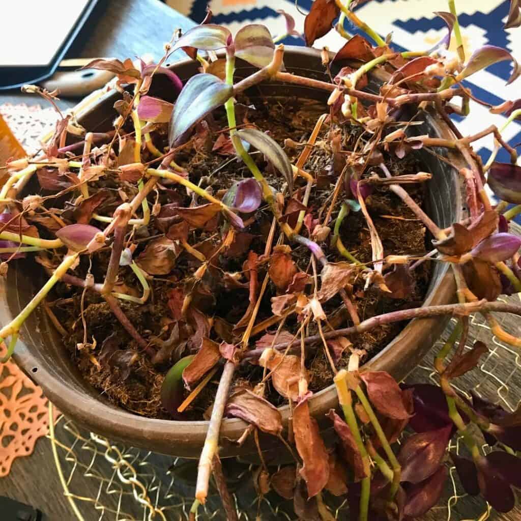 Wandering Jew Turning Brown 1