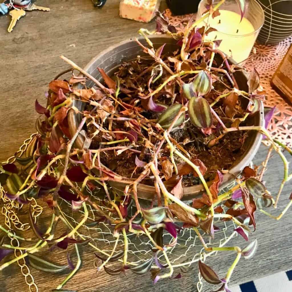 Wandering Jew Turning Brown 2