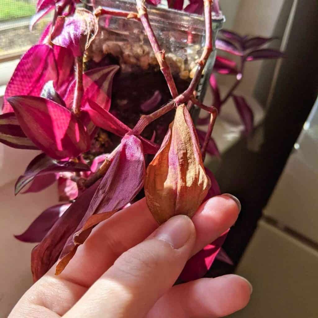 Wandering Jew Turning Brown 3