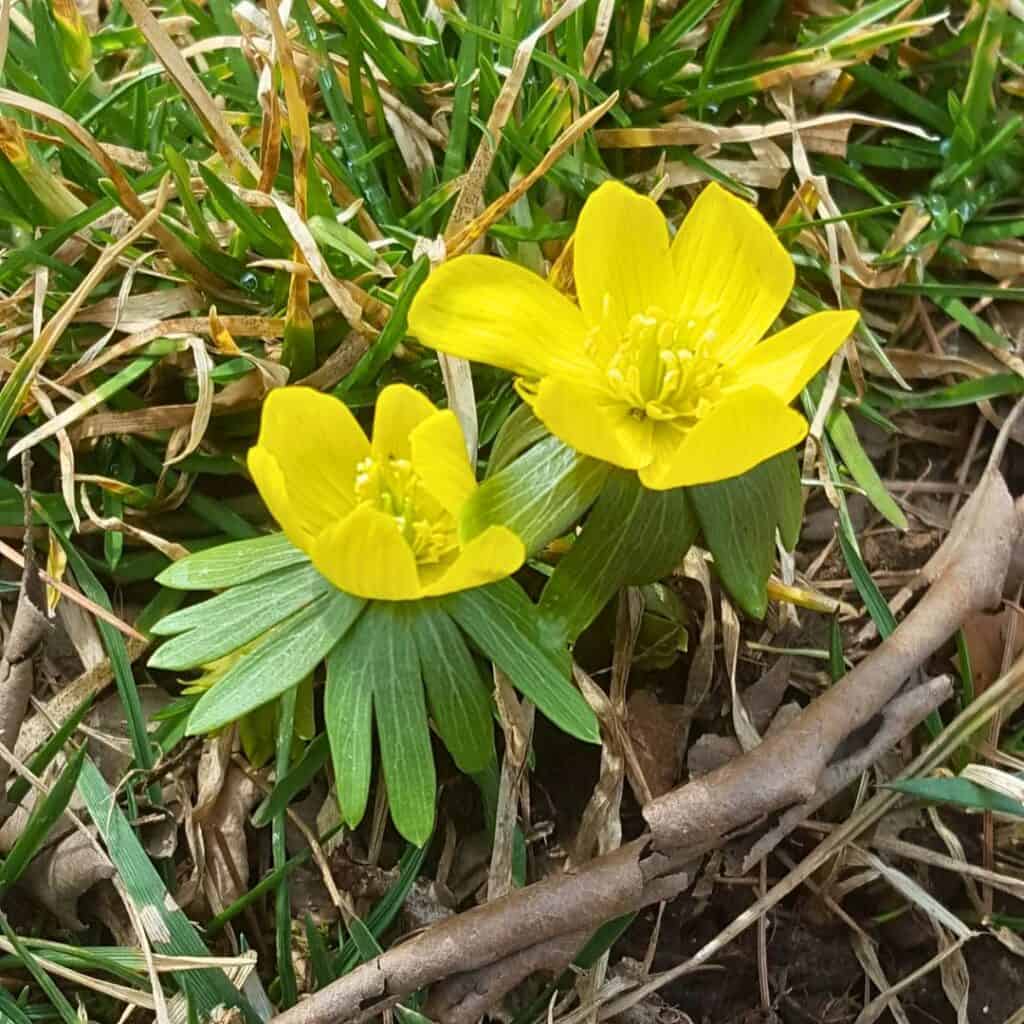 Winter Aconite
