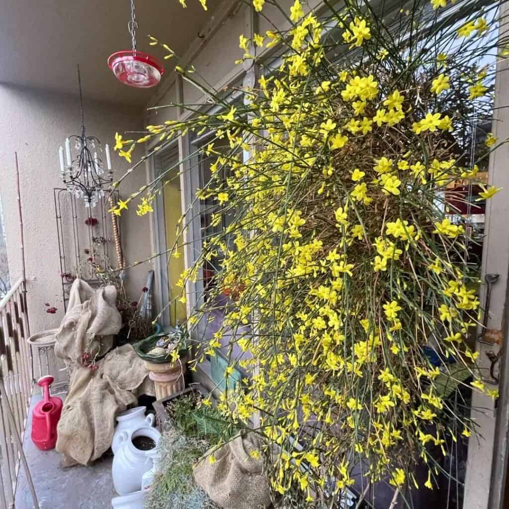 Winter Jasmine
