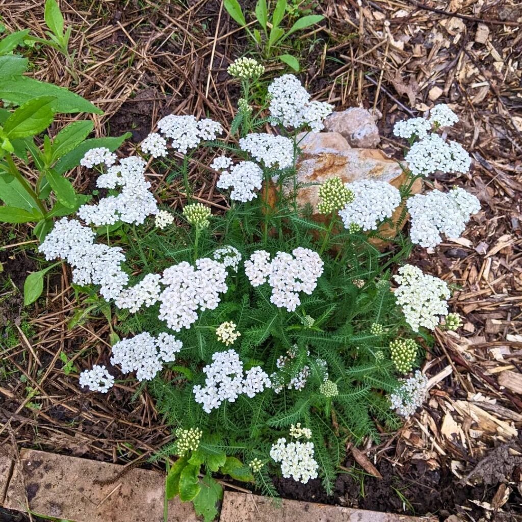 Yarrow