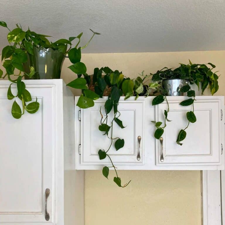 15 Low-Maintenance Indoor Plants for Your Kitchen