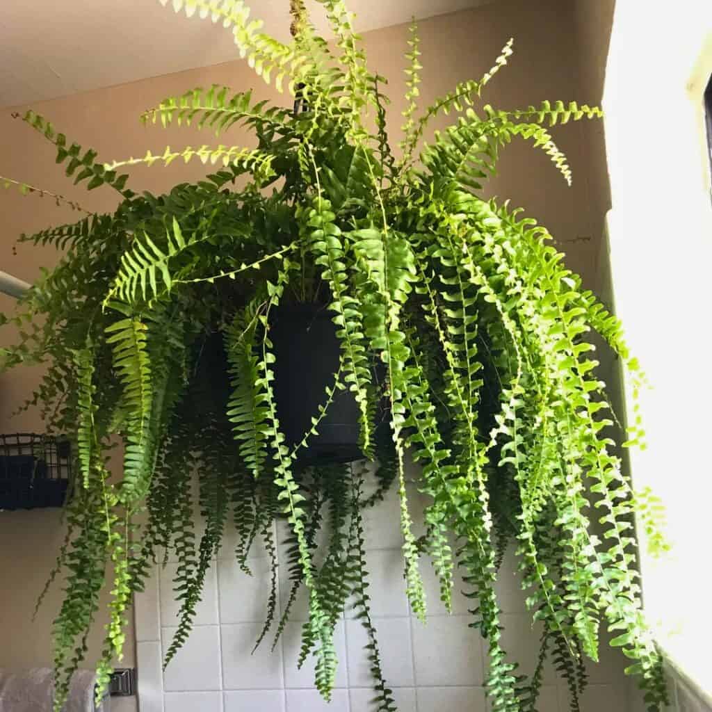 Boston Fern in bathroom