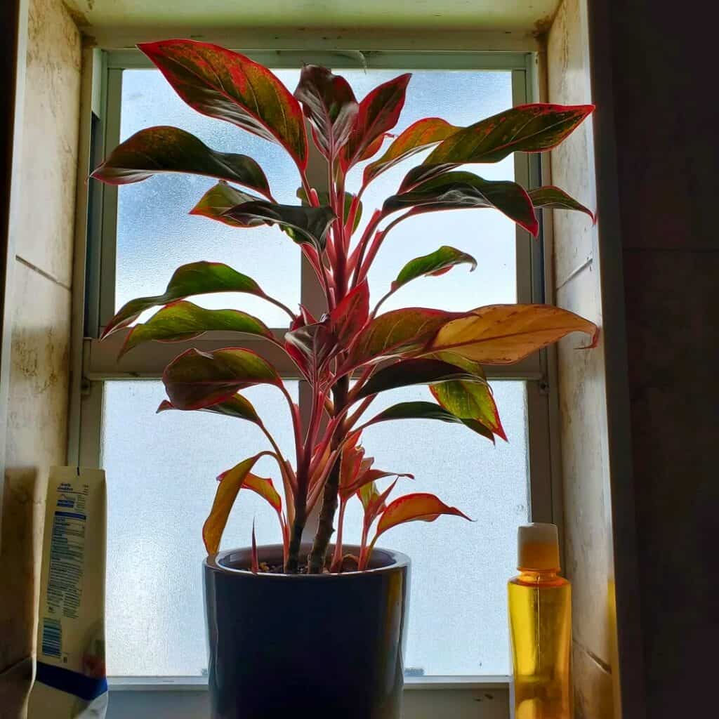 Chinese Evergreen in bathroom