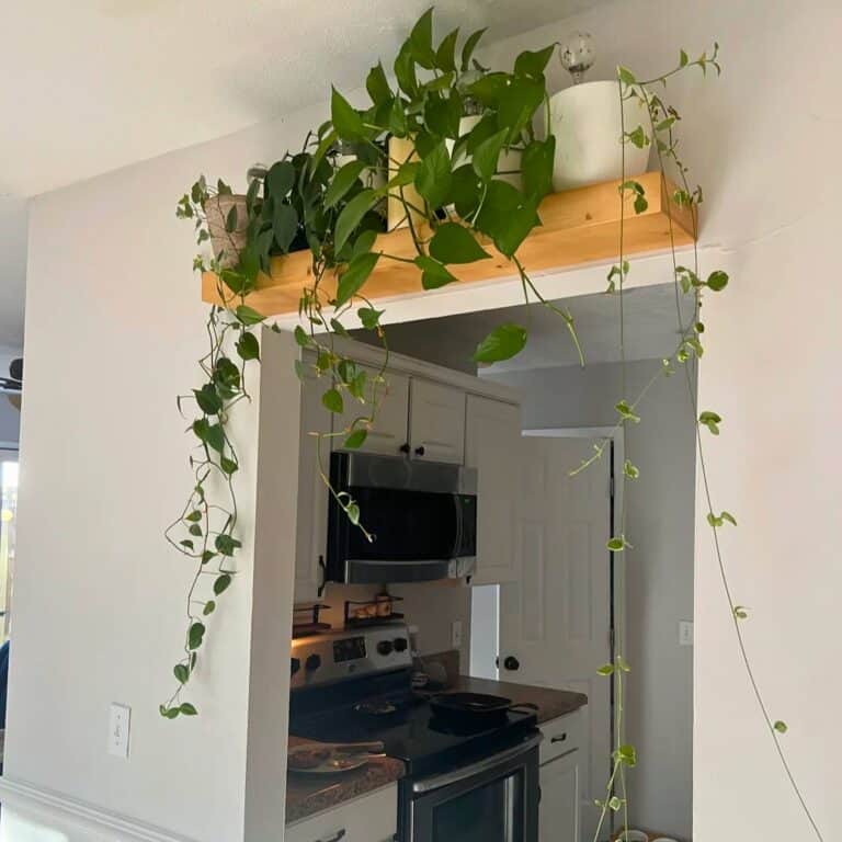 10 Surprising Spots Most People Never Thinks To Put Plants