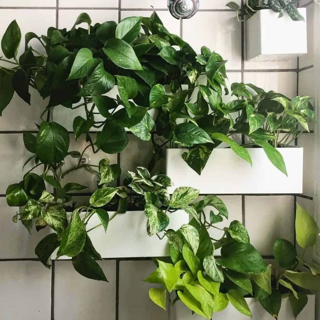 Pothos in bathroom