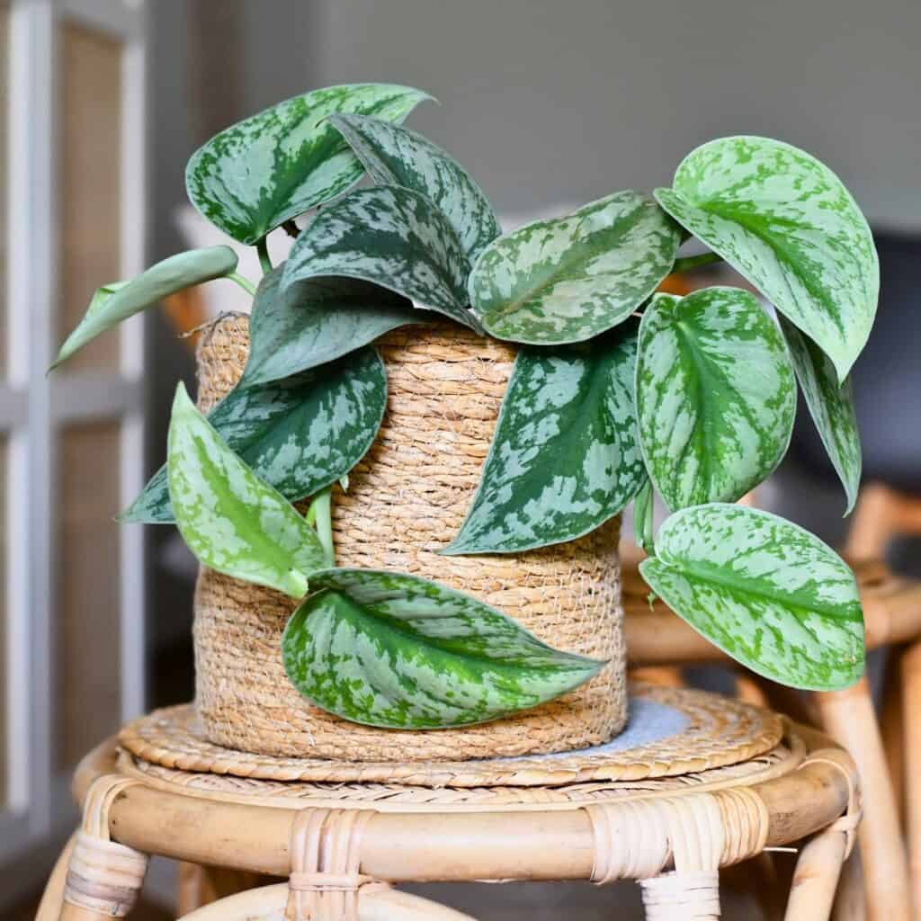 Silver Satin Pothos