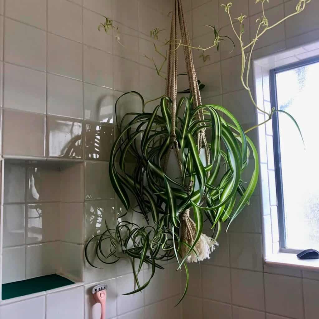 Spider Plant in bathroom