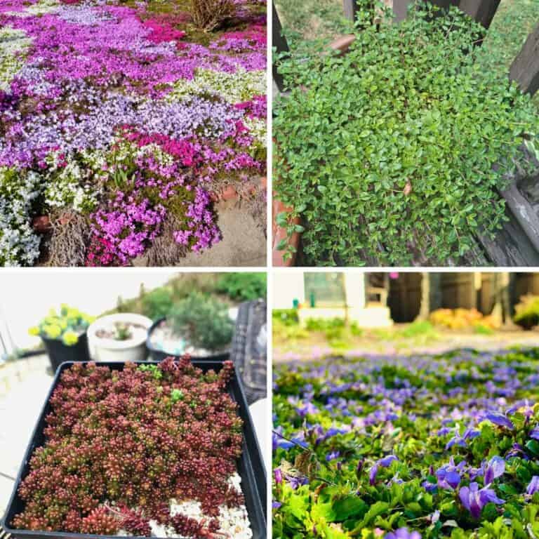14 Stunning Hanging Ground Cover Plants