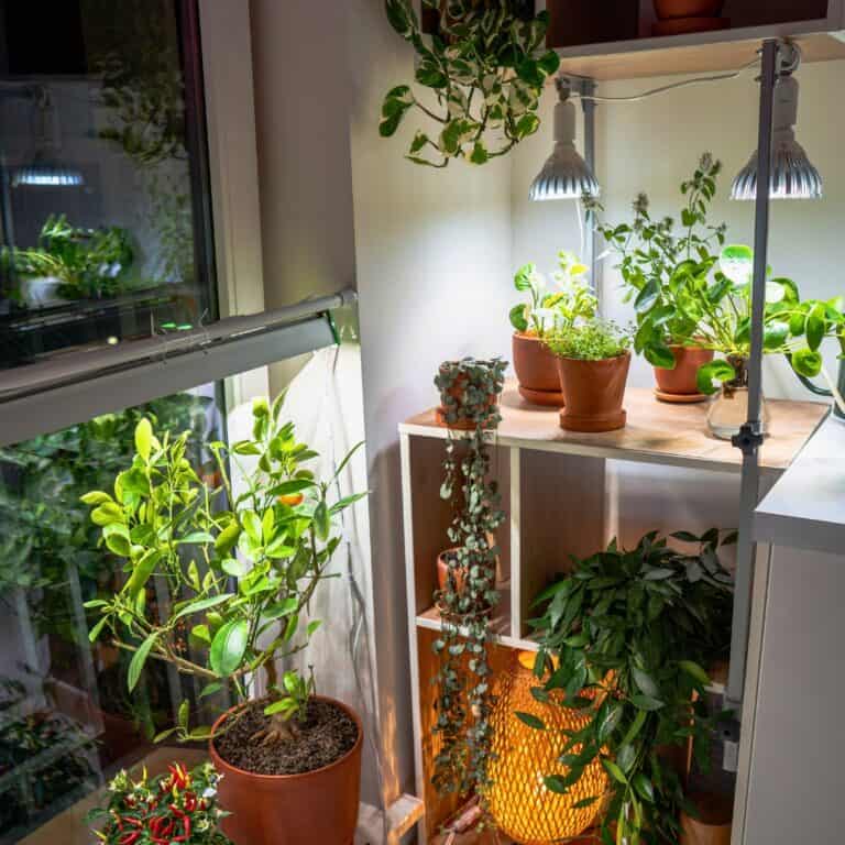 15 Best Plants For Your Kitchen Window