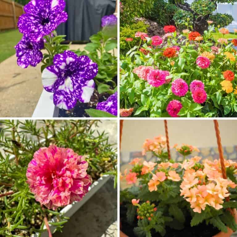 15 Best Window Box Flowers That Thrive In Full Sun