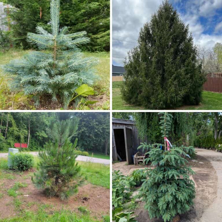 15 Evergreen Trees for Backyard Privacy