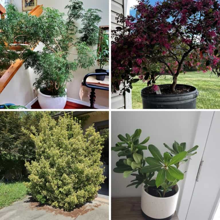 21 Best Privacy Plants For Pots To Create A Cozy Outdoor Retreat