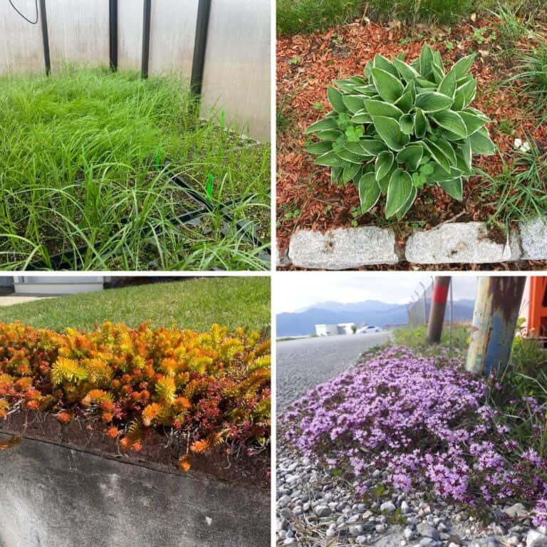 21 Evergreen Groundcover Plants For Sunny And Shady Gardens