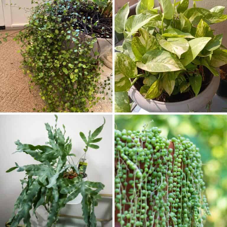 21 Gorgeous Trailing Plants For Hanging Baskets