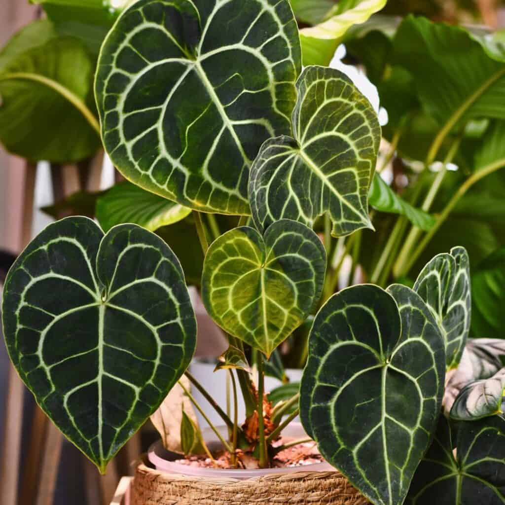 Anthurium Clarinervium