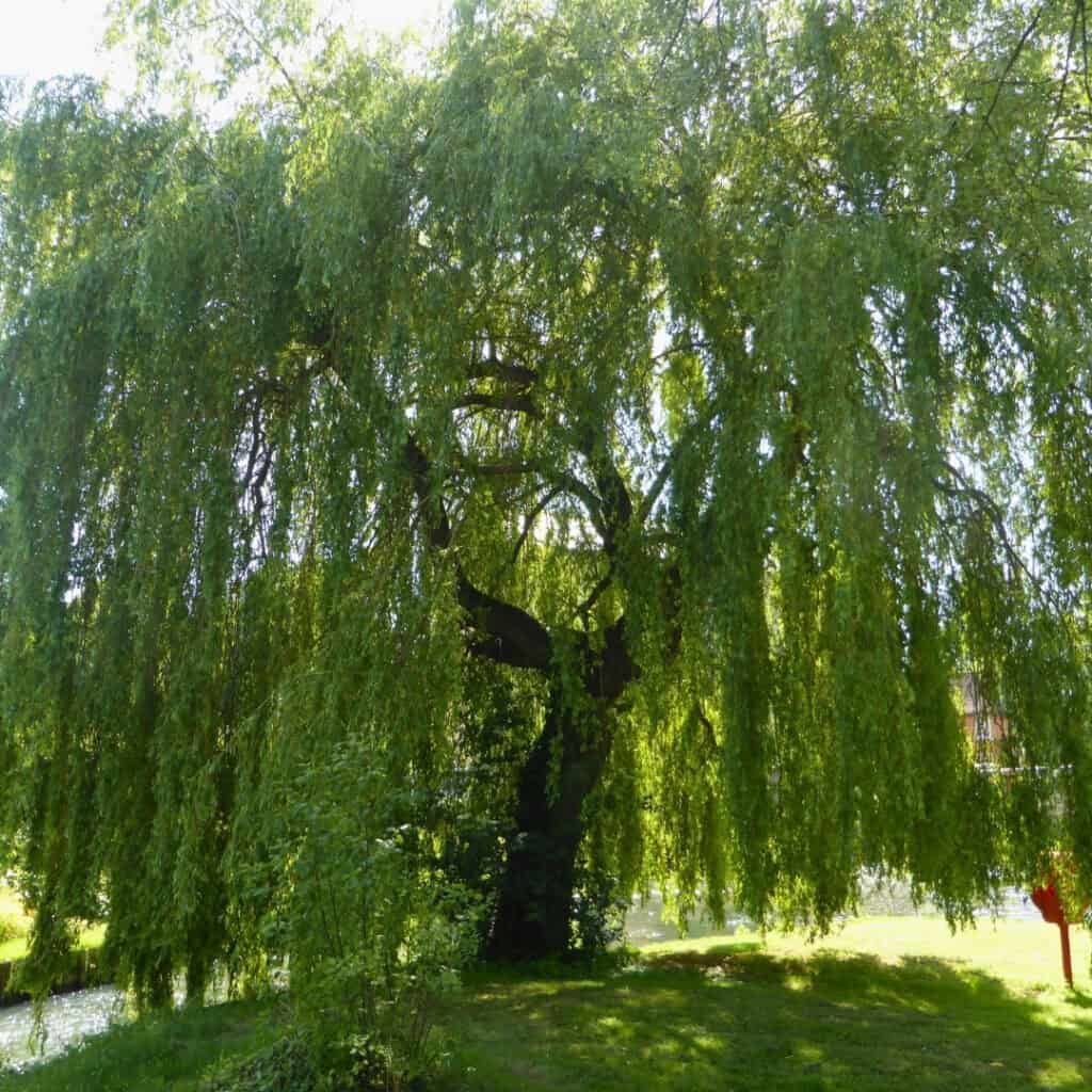 Black Willow