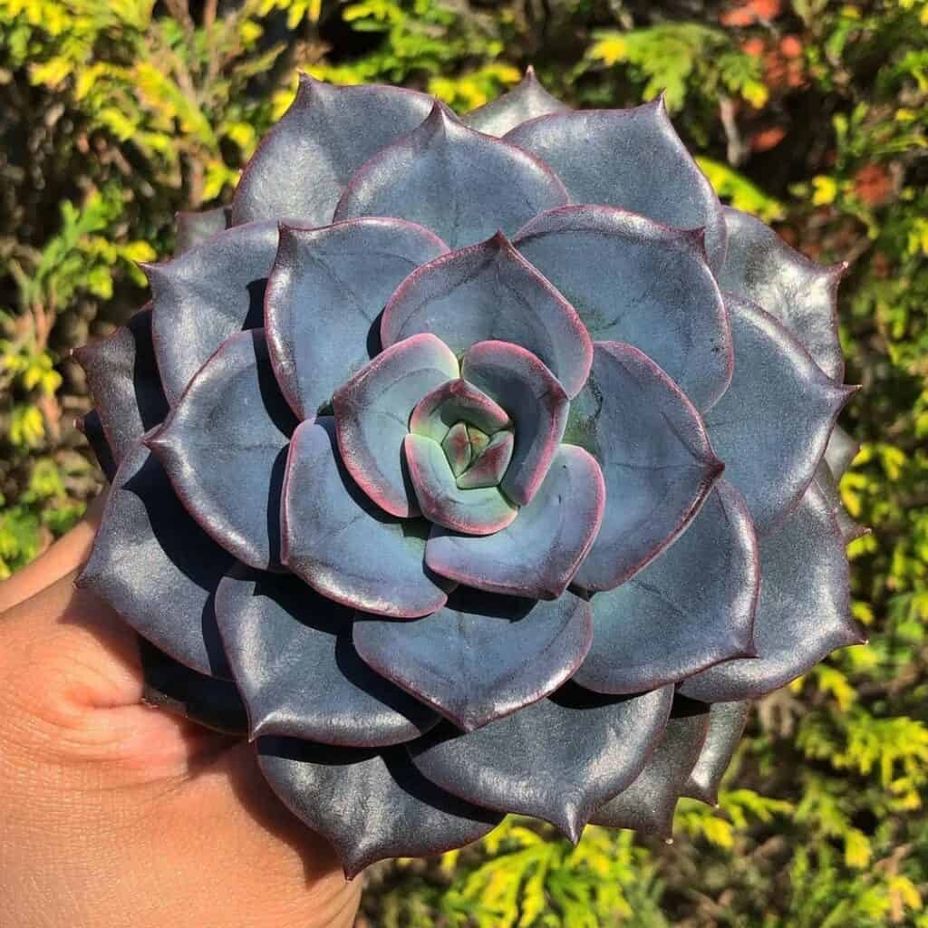 Blue Echeveria