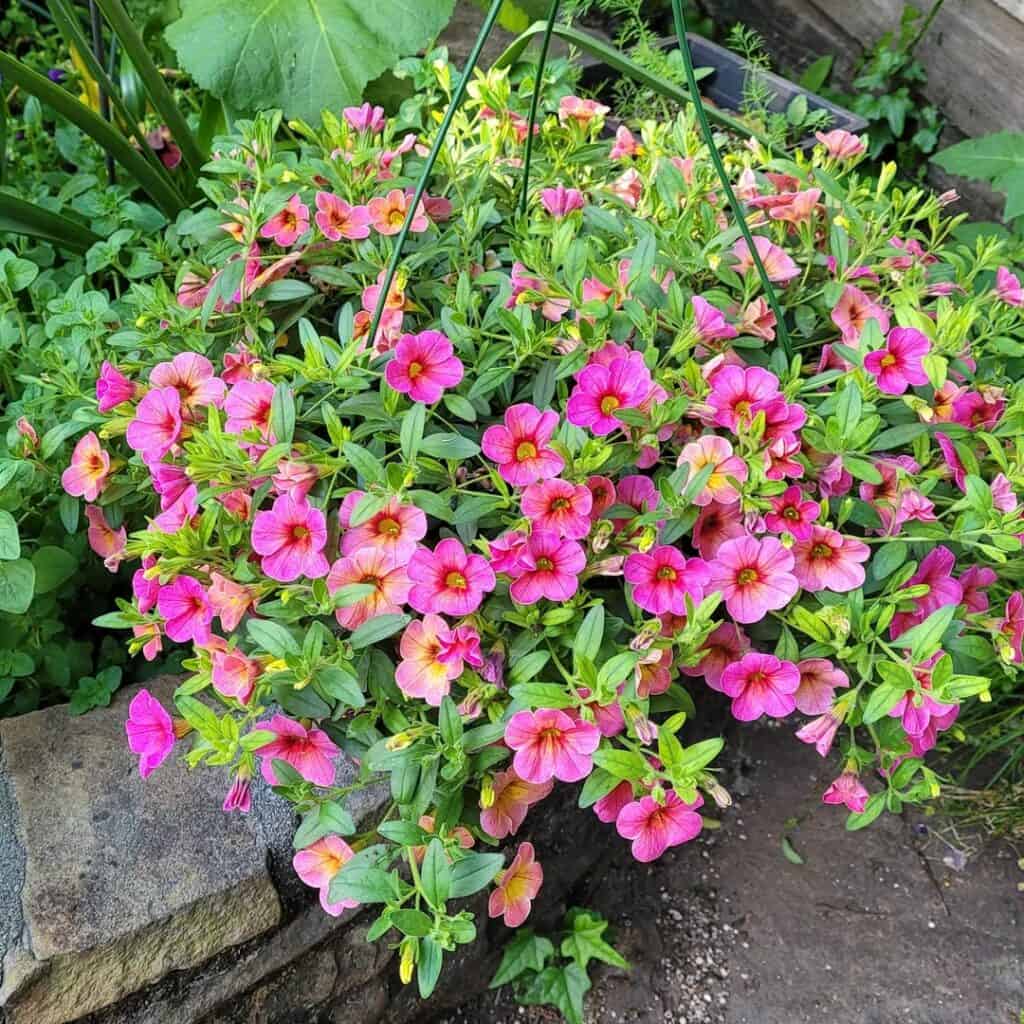 Calibrachoa