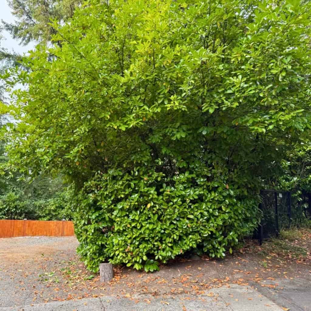 Carolina Cherry Laurel