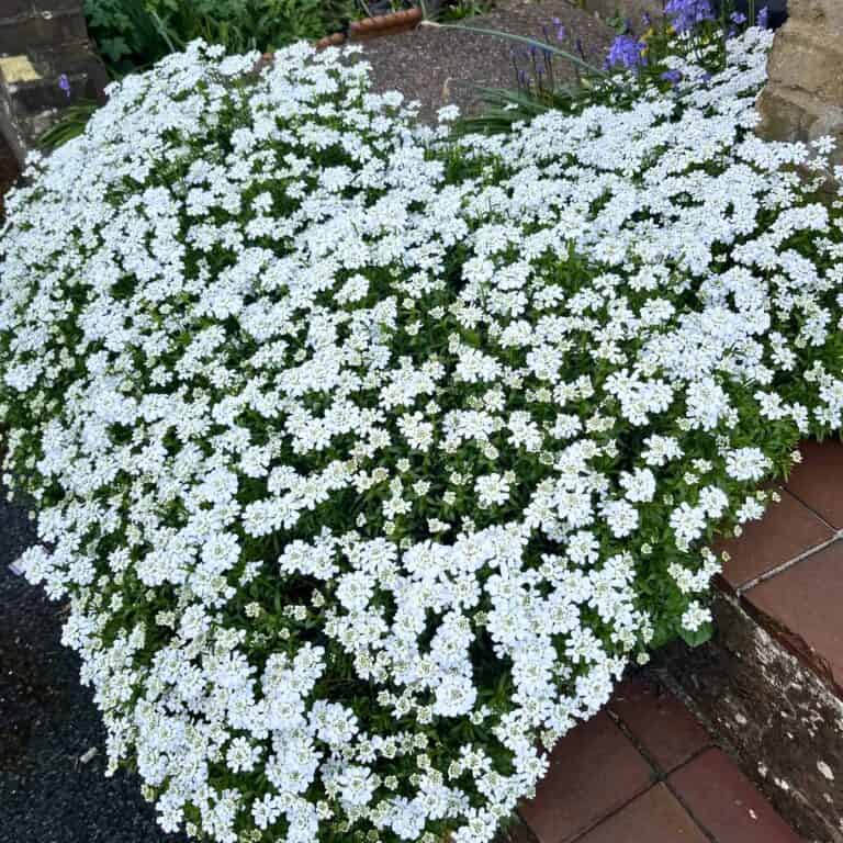 14 Best Quick-Spreading Ground Covers for Fast Coverage