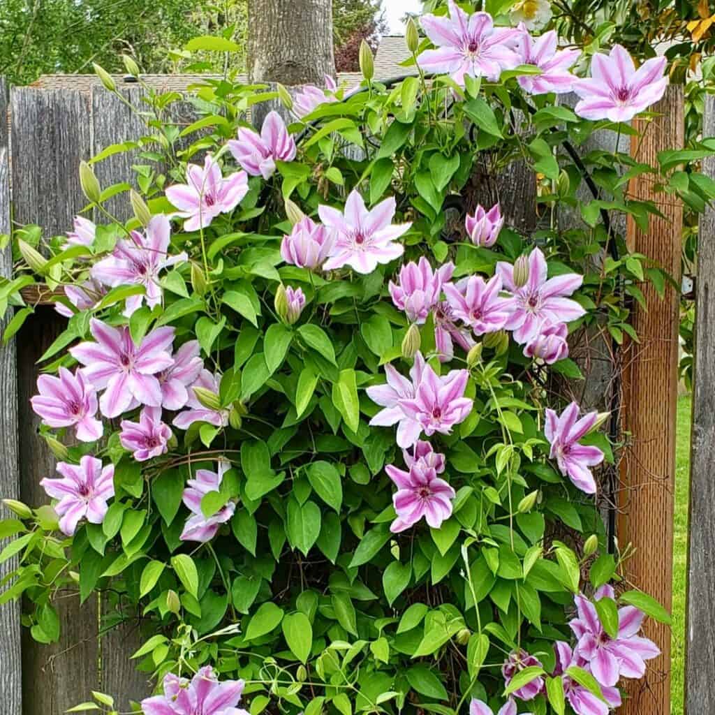Clematis Nelly Moser