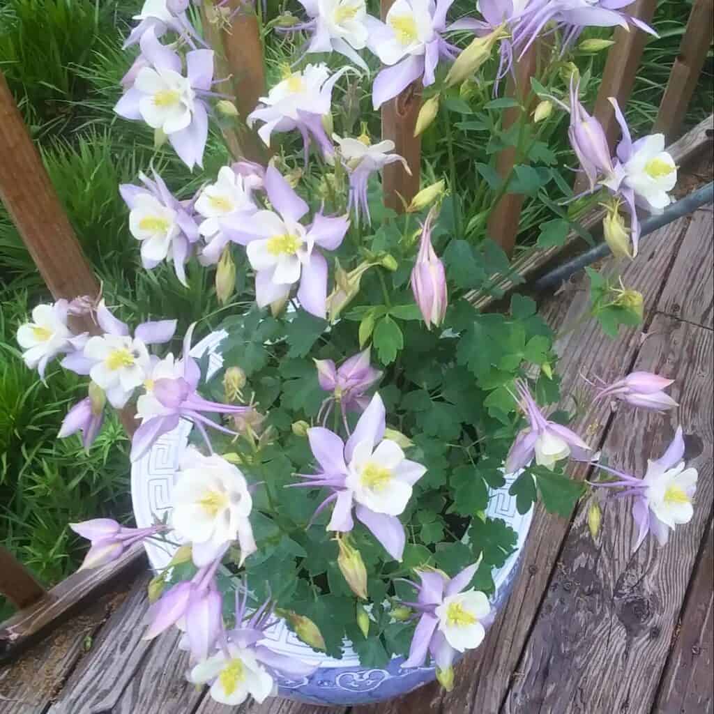 Columbine Vine