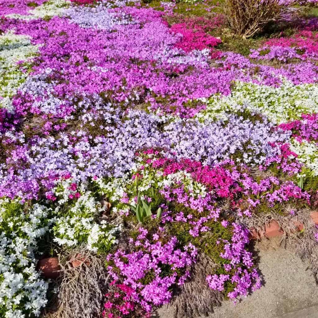 Creeping Phlox