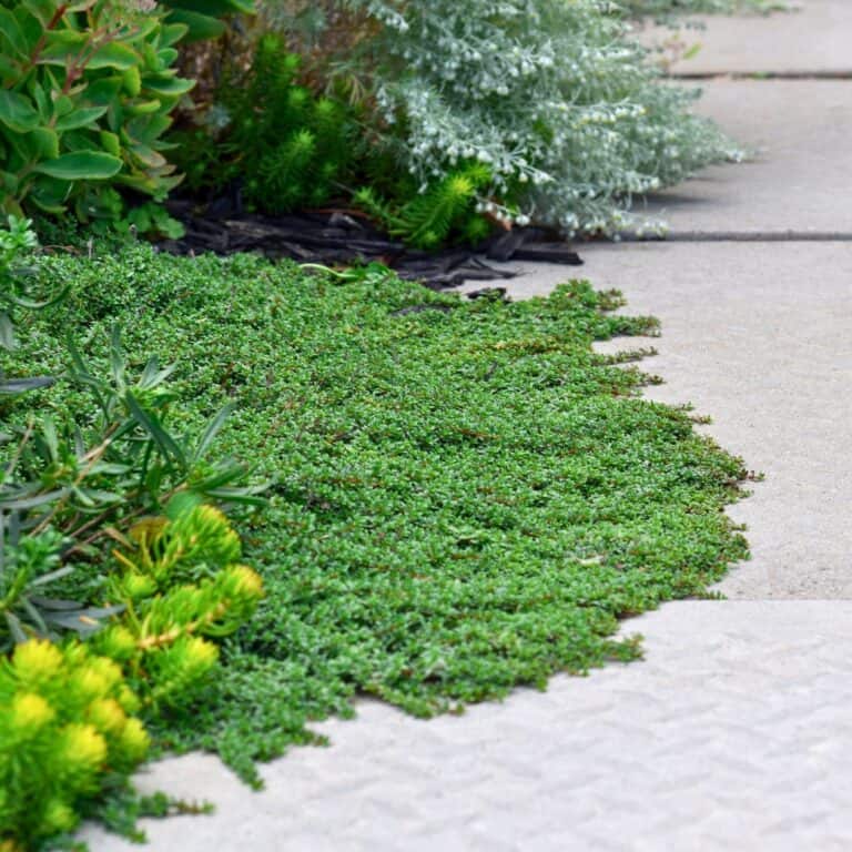 14 Best Quick-Spreading Ground Covers For Fast Coverage » Simplify Plants
