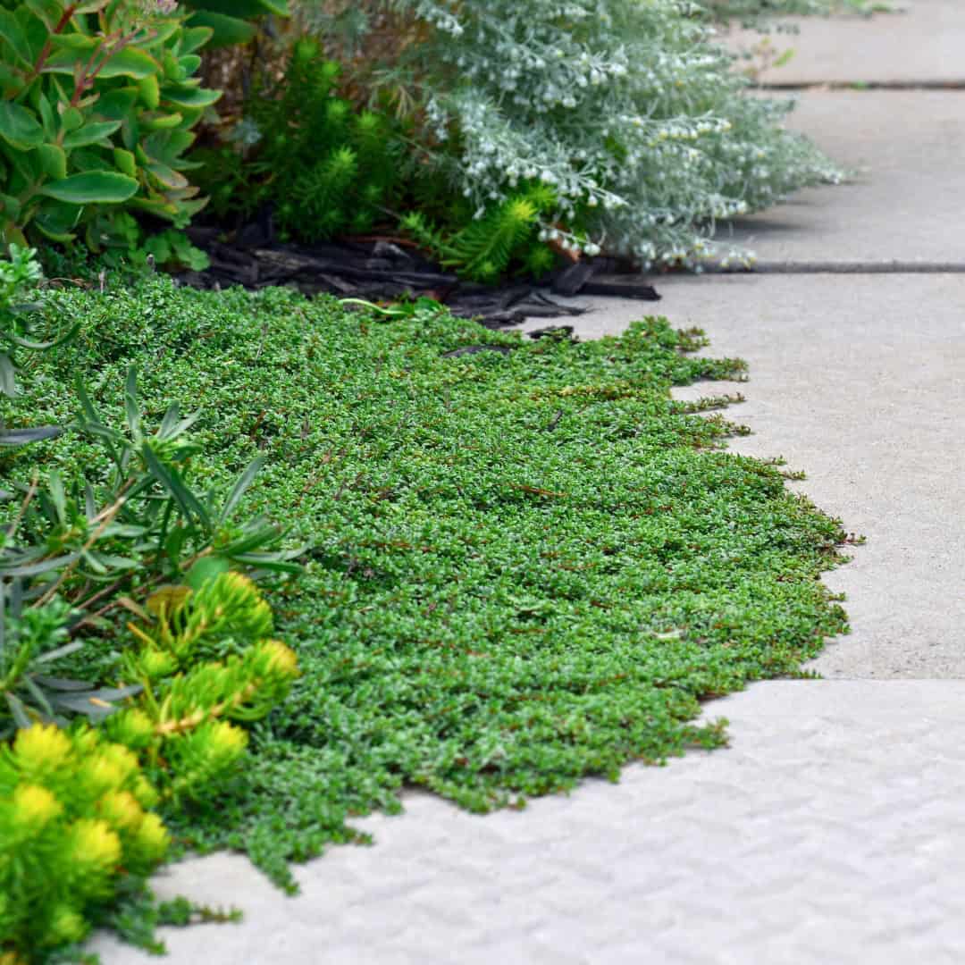 14 Best Quick-Spreading Ground Covers For Fast Coverage » Simplify Plants