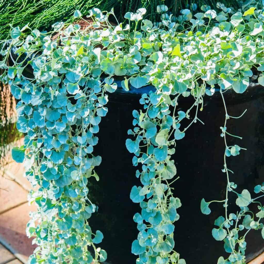 Dichondra Silver Falls 1